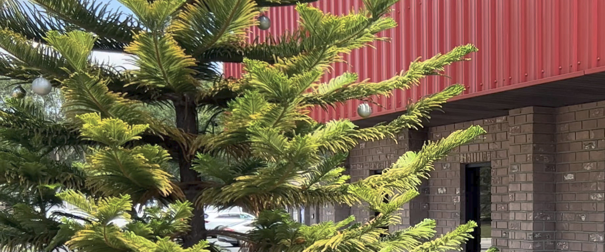 front tree with ornaments